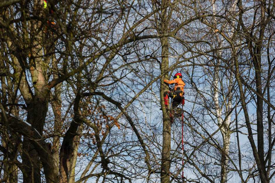 Na zdjęciu widać alpinistę usuwającego jemiołę z korony drzewa.