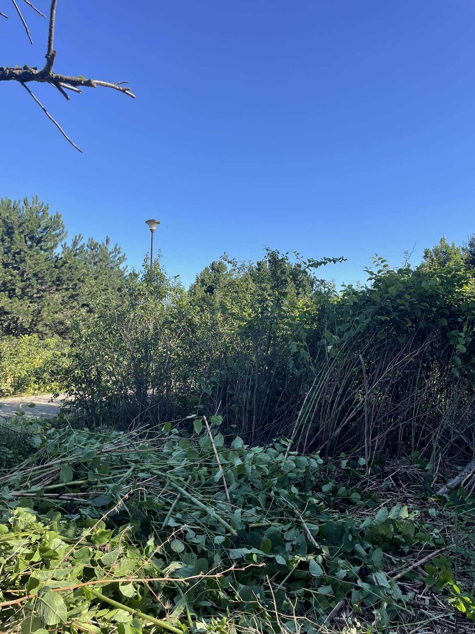 Usuwanie gatunków inwazyjnych w Gdańsku.