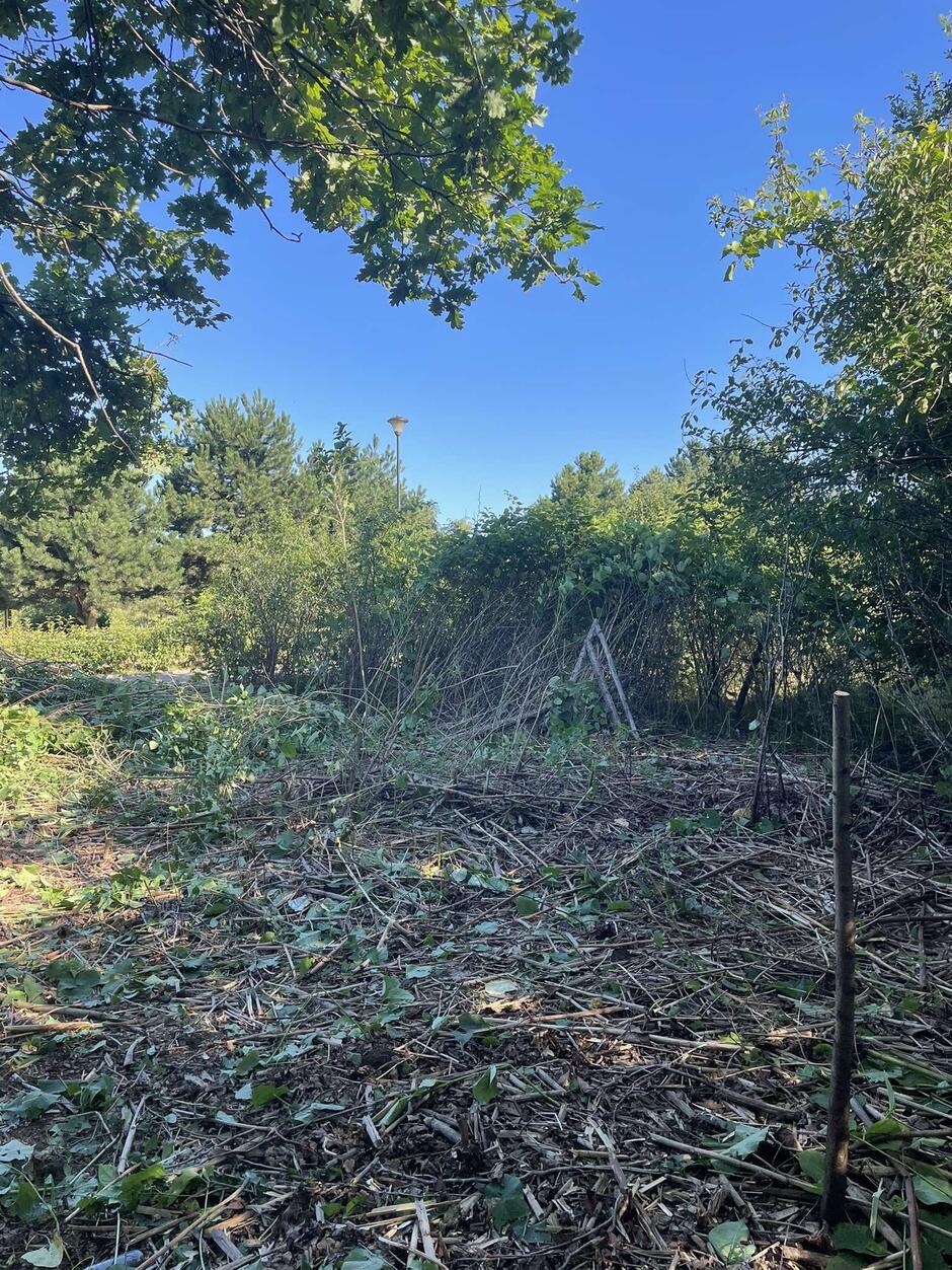 Usuwanie gatunków inwazyjnych w Gdańsku.