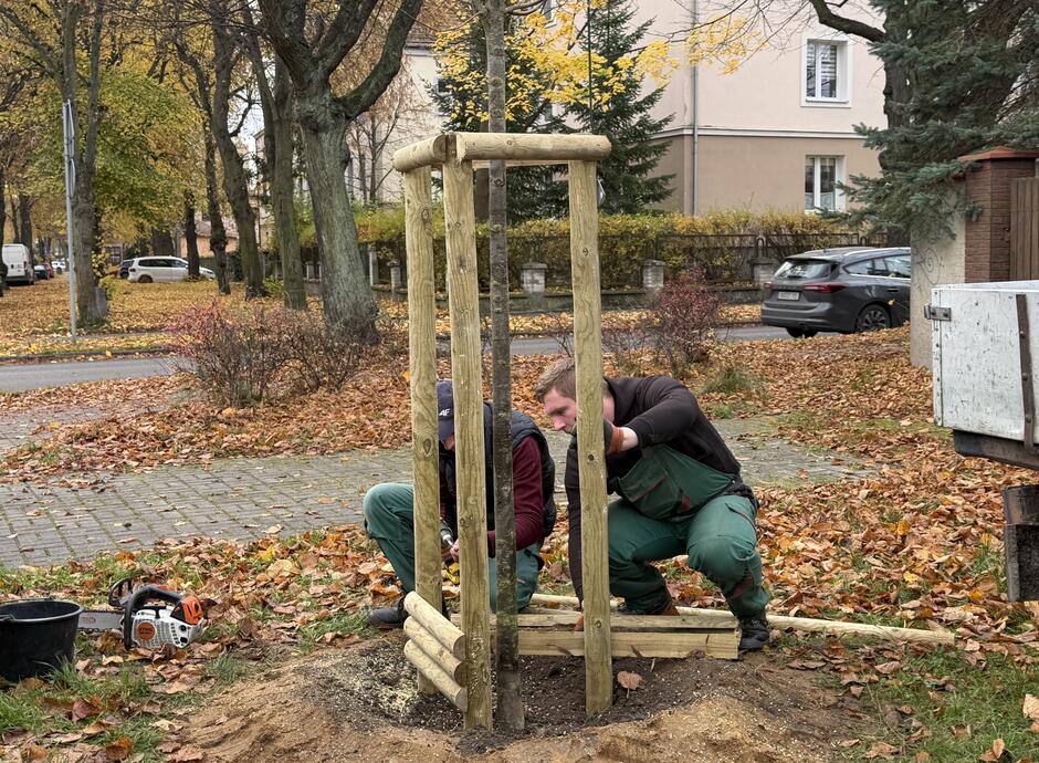 Nasadzena Mściwoja II (2)