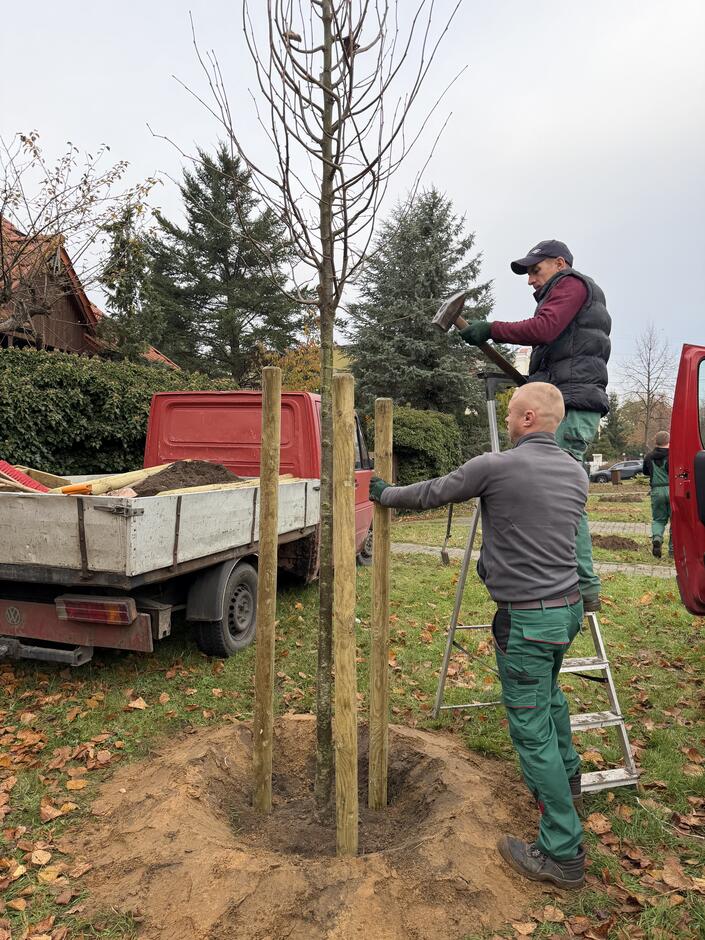 Nasadzena Mściwoja II (5)