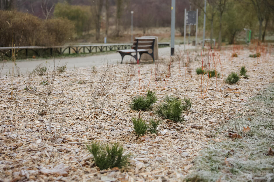 JarWilanowski_2025-2