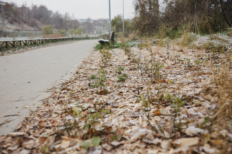 JarWilanowski_2025-3