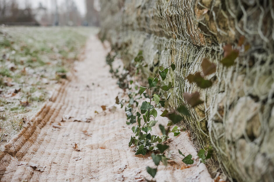 JarWilanowski_2025-5