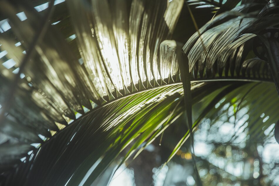 Na zdjęciu widać liścia palmy rosnącej w gdańskim obiekcie.