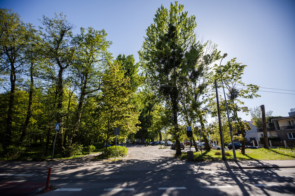 Na zdjęciu widoczny jest parking przy ul. Błękitnej i rosnące w jego obrębie drzewa
