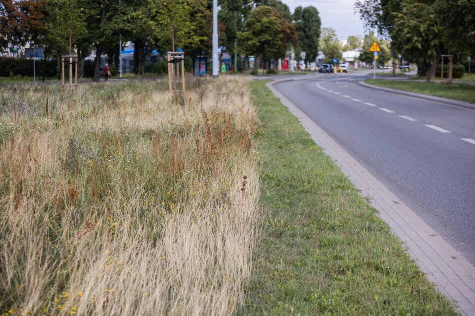 Na zdjęciu widać skoszoną trawę przylegającą do jezdni.