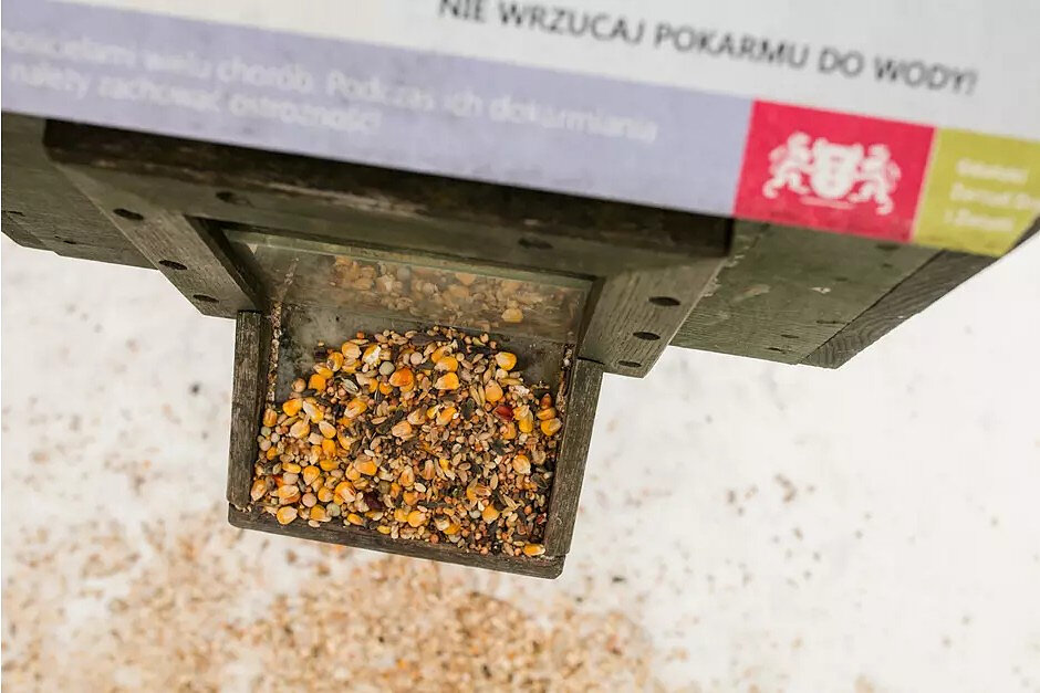 Na zdjęciu widać mieszankę ziaren w jednym z gdańskich kaczkomatów. Pszenica, groch, sorgo, proso, jęczmień czy rzepak, to bezpieczne pożywienie dla ptaków zimujących w mieście.