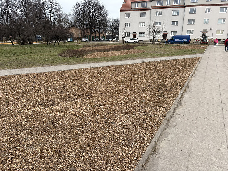 Na zdjęciu widoczne są nasadzenia na Placu Przyjaciół