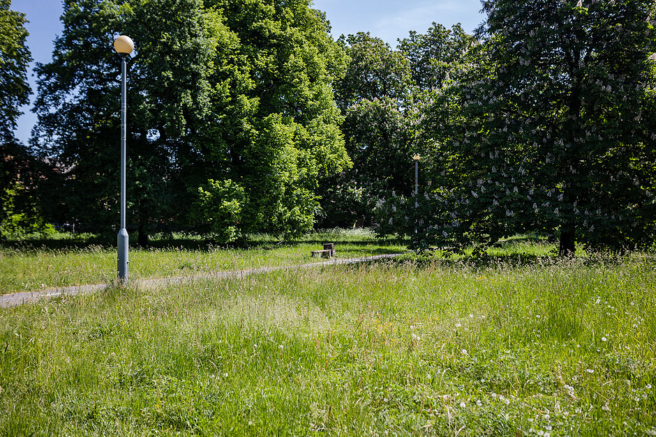 Na zdjęciu widać niekoszoną roślinność w jednym z gdańskich parków.