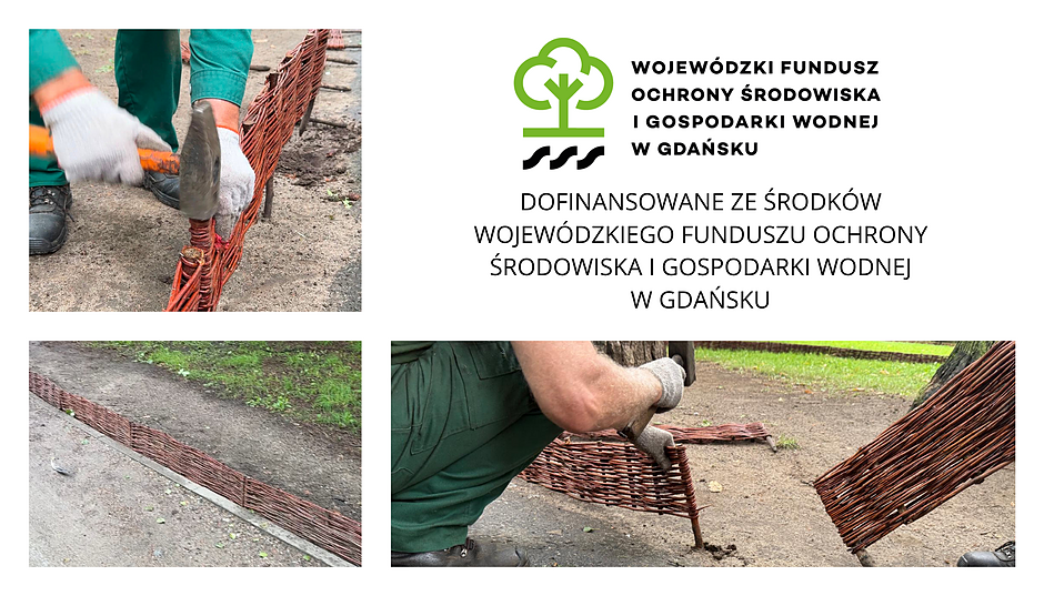 Na zdjęciu widoczny jest kolaż fotografii przedstawiających montaż faszynowych ogrodzeń w Parku Oliwskim.