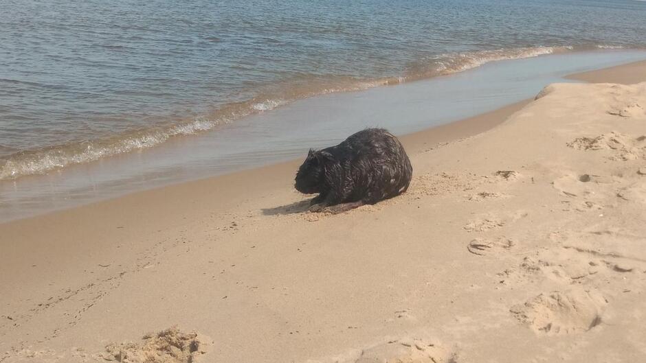 Bóbr na brzegu morza
