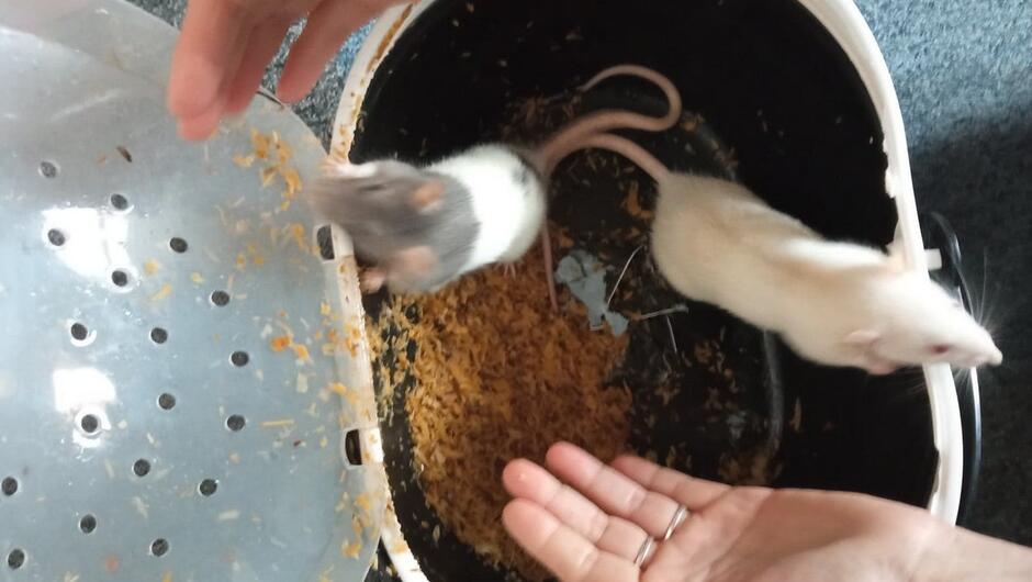 szczurki w kontenerku