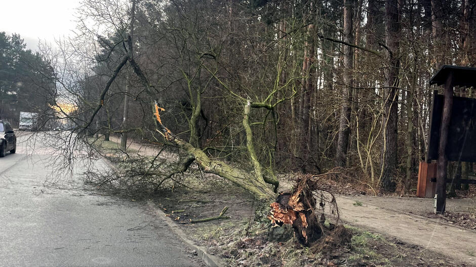 Przy ulicy leży złamane drzewo, część jego gałęzi zwisa nad jezdnią