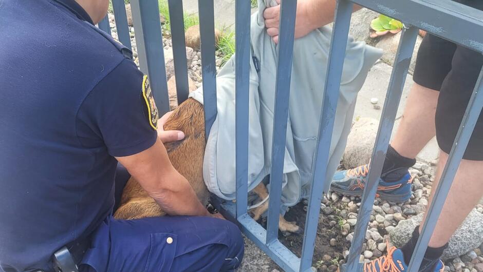 strażnik trzyma sarnę uwięzioną pomiędzy barierkami ogrodzenia. zwierzę na na głowie bluze
