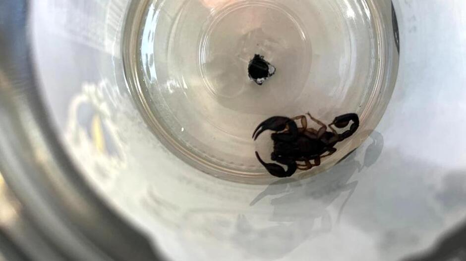 mały skorpion w słoiku