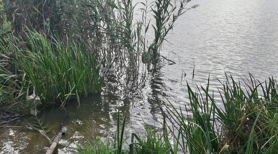 Łabędzie za trzcinami na jeziorze.