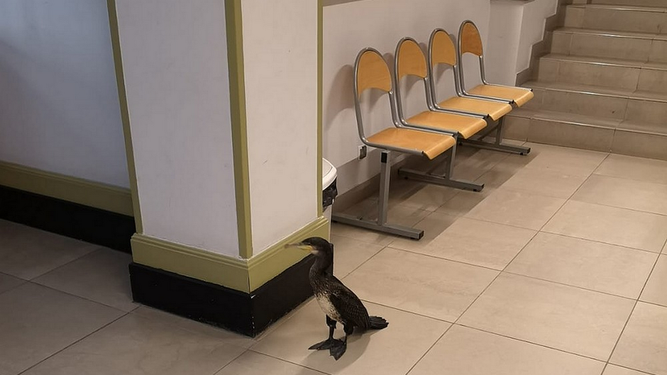 kormoran w korytarzu