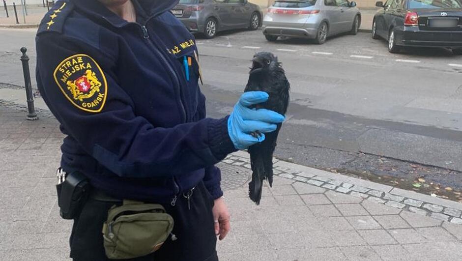 funkcjonariuszka straży miejskiej trzyma w ręku ptaka kawkę
