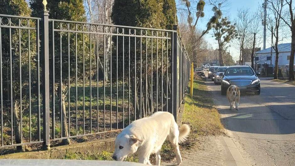 psy chodzące po ulicy wzdłuż ogrodzenia. w tle sznur samochodów i domy mieszkalne