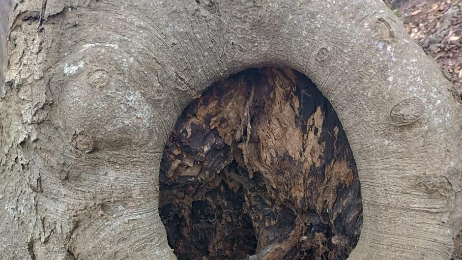 dziupla w drzewie
