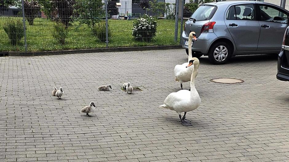 dwa dorosłe łabędzie i 6 młodych na parkingu żłobka