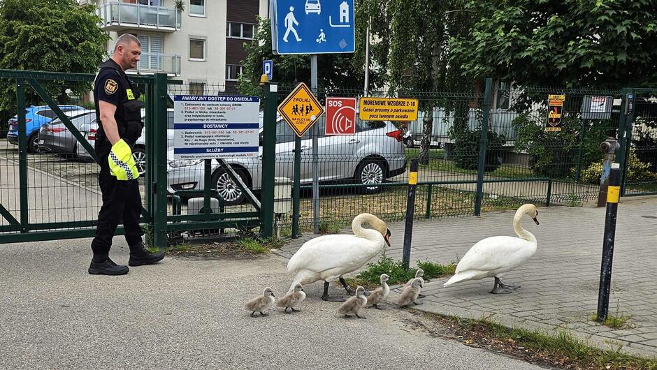 dorosły łabędź, za nim 6 mlodych i na końcu dorosły łabędź. obok idzie strażnik