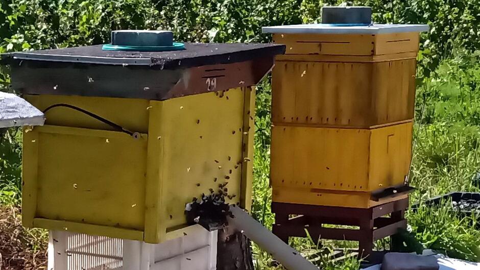 dwa ule z pszczołami