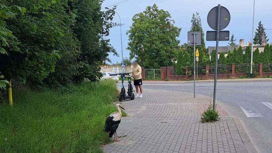 bocian stojący na chodniku mężczyzna przy hulajnogach ulica drzewa zarośla