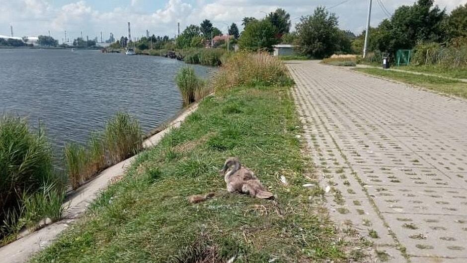 łabędź siedzi na trawie przy Martwej Wiśle