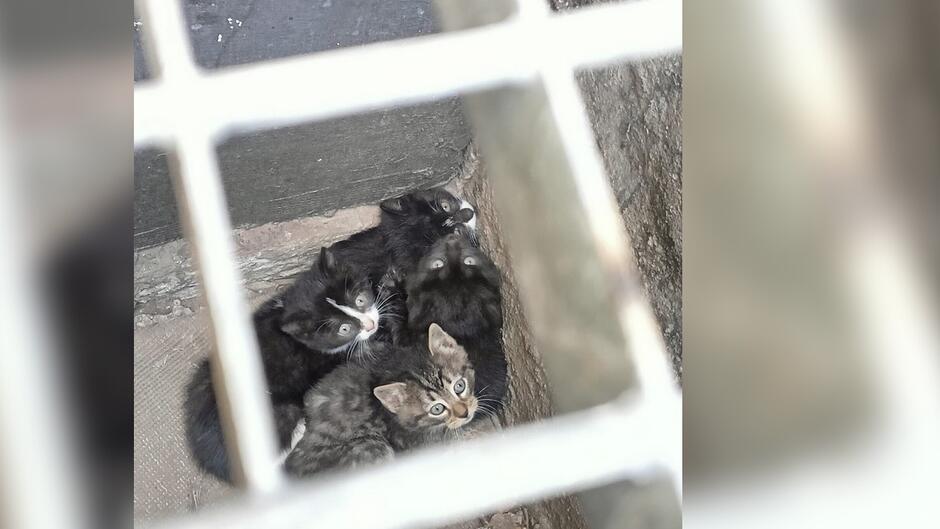 cztery koty w piwnicznym świetliku zakrytym kratą