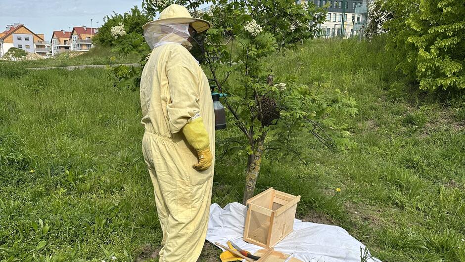 pszczelarz opryskuje drzewo na którym siedzi rój. na ziemi stoi rojnica