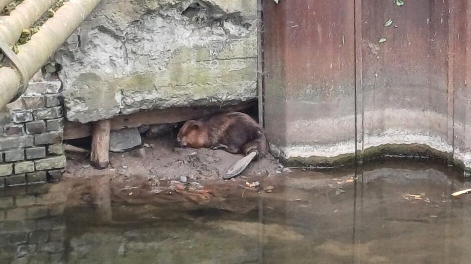 bóbr w kanale raduni czeka na ratunek