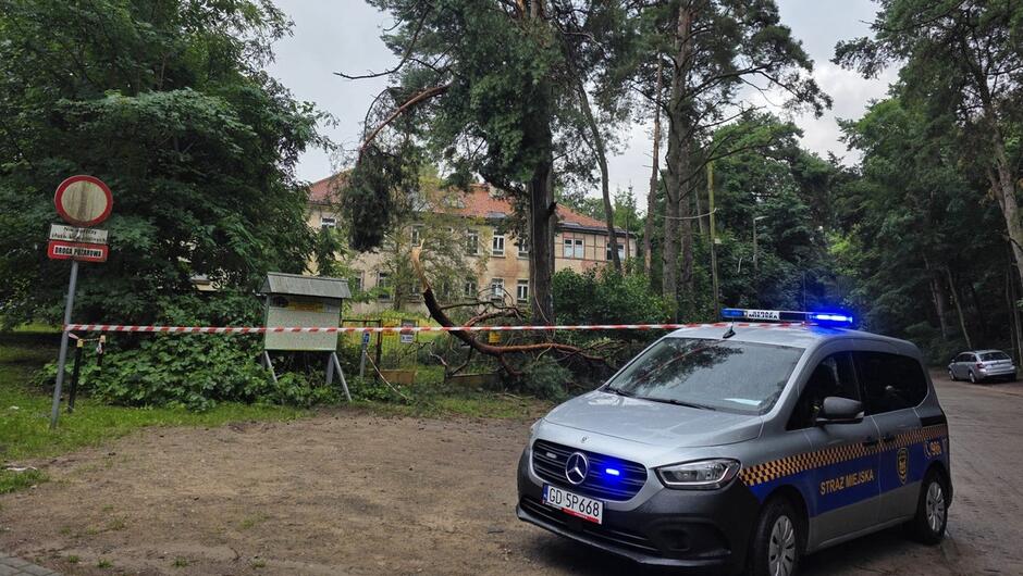 radiowóz z włączonymi sygnałami niebieskimi zaparkowany na gruntowej drodze w tle złamana sosna i drzewa