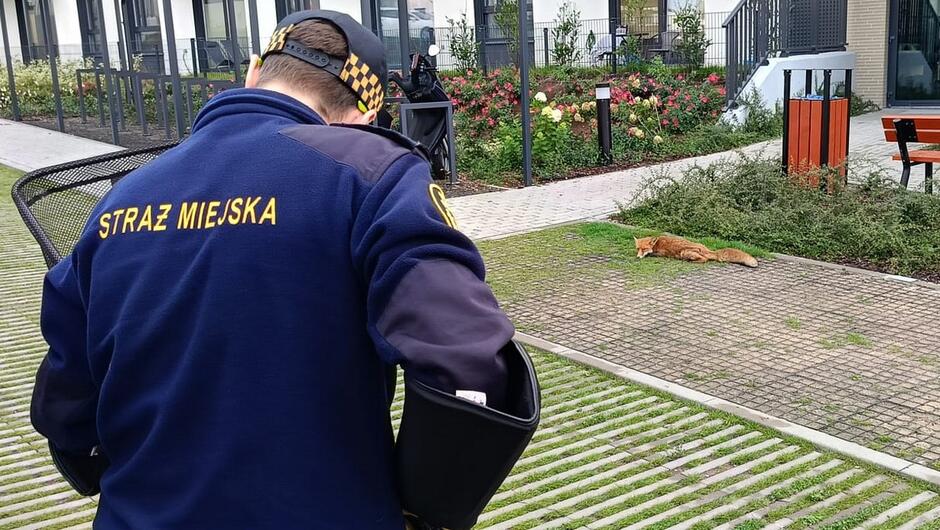strażnik z siatką do odłowu zwierząt w tle na parkingu przed blokiem leży lis