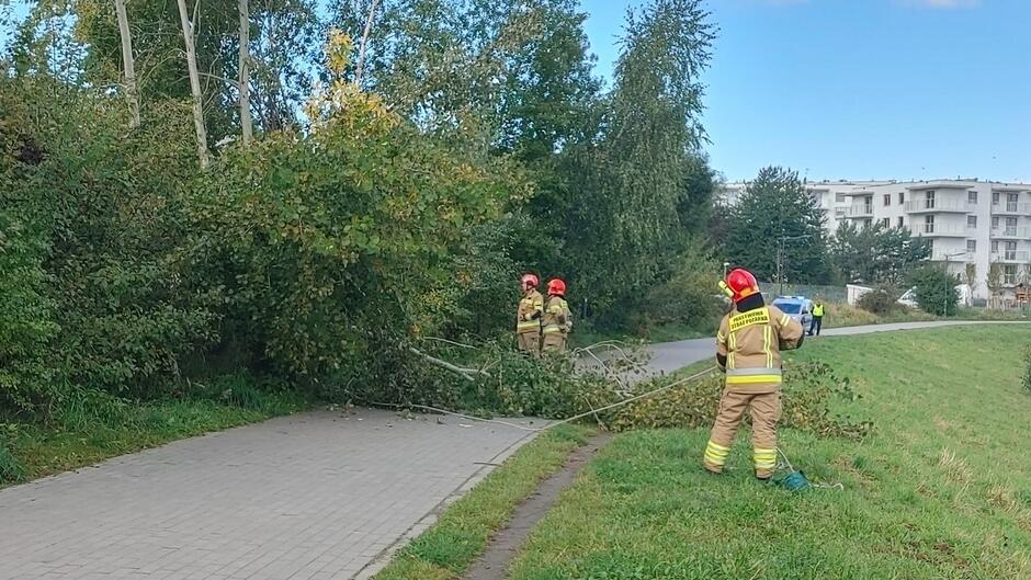 Zdjęcie przedstawia fragment zadrzewionego terenu, prawdopodobnie w pobliżu zabudowań mieszkalnych w tle widać biały budynek z oknem i balkonem.