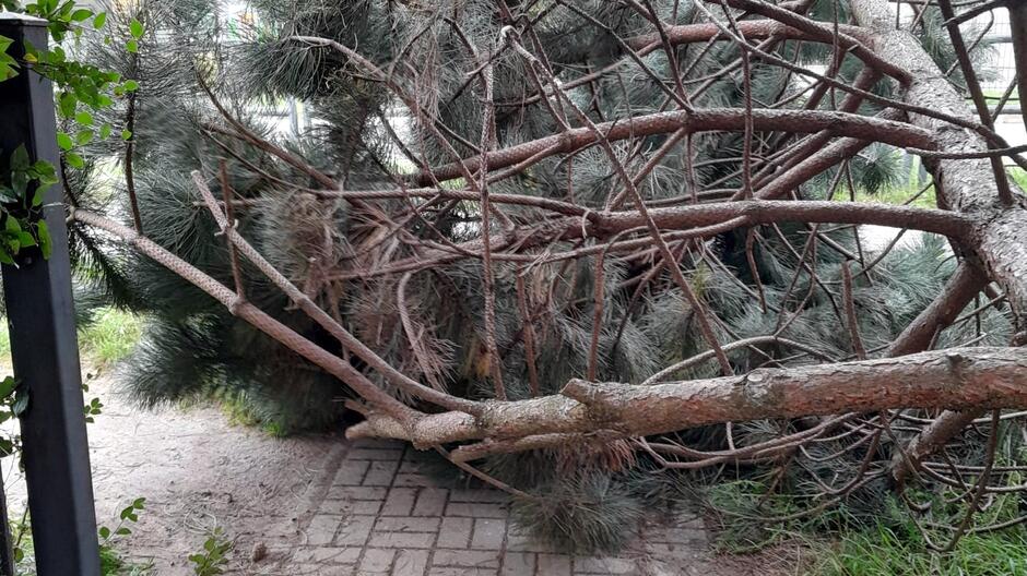 Na zdjęciu widoczny jest duży powalony konar drzewa, który całkowicie blokuje utwardzoną ścieżkę. Drzewo ma liczne gałęzie i igły, co wskazuje, że może być to sosna. Po lewej stronie kadru znajduje się zieleń, a po prawej — trawa. Gałąź wygląda na świeżo złamaną, prawdopodobnie w wyniku silnego wiatru lub innych warunków atmosferycznych.