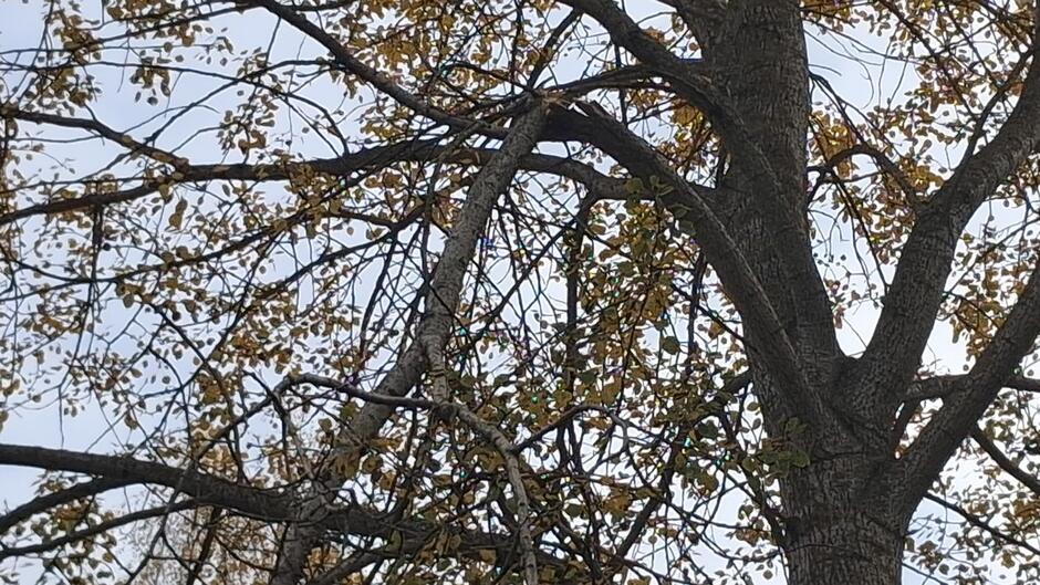 Zdjęcie pokazuje koronę drzewa z uszkodzonym konarem.
Widać gruby pień drzewa oraz rozgałęzione konary.
Jeden z konarów jest złamany i opiera się o inne gałęzie, co stwarza ryzyko upadku. Niebo jest jasne, lekko zachmurzone. Liście na drzewie są w odcieniach żółci i zieleni, typowe dla jesieni.
Złamany konar wygląda na świeży, bez oznak długotrwałego rozkładu.