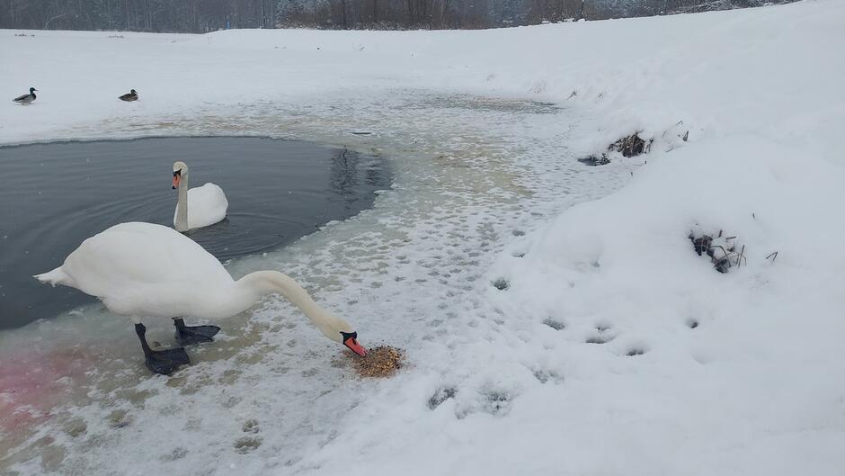 abędź zjada ziarna