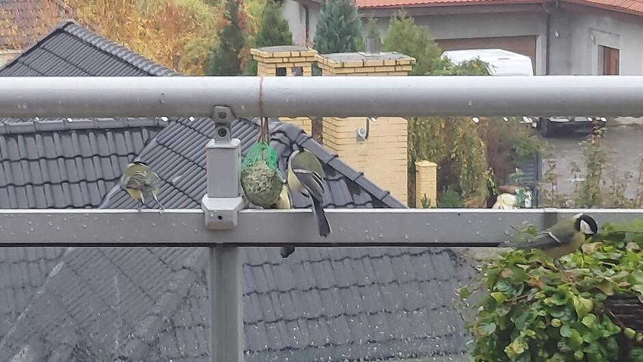 sikorki na balkonie