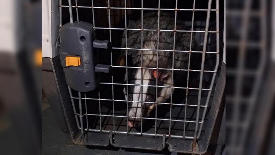 Na zdjęciu widać zwierzę – borsuka – znajdującego się w metalowej klatce transportowej. Klatka ma kratowane stalowe drzwiczki z plastikowym zamkiem w kolorze szarym i pomarańczowym. Borsuk jest ułożony w środku, jego głowa wystaje w kierunku krat, a na lewym uchu widoczny jest czerwony znacznik lub ślad (może to być znacznik identyfikacyjny albo rana). Zwierzę ma charakterystyczne umaszczenie: ciemnoszare futro na grzbiecie i biało-czarne pasy na pysku. Zdjęcie wykonane jest w słabym oświetleniu, prawdopodobnie w pojeździe lub pomieszczeniu, co sugeruje sytuację transportu lub zabezpieczenia zwierzęcia.