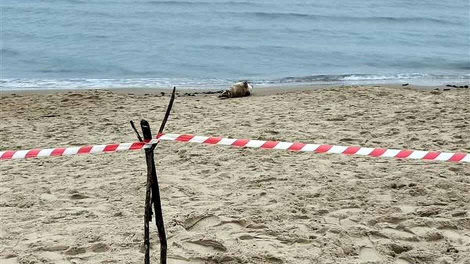 Na zdjęciu widać fragment piaszczystej plaży nad morzem. W tle, tuż przy linii wody, leży foka – jej sylwetka jest skierowana w stronę morza. Wokół miejsca, gdzie znajduje się zwierzę, rozciągnięta jest biało-czerwona taśma ostrzegawcza, przymocowana do wbitych w piasek drewnianych patyków. Taśma wyznacza strefę bezpieczeństwa, aby nikt nie podchodził zbyt blisko. Woda jest spokojna, a niebo wygląda na pochmurne, co nadaje zdjęciu stonowany klimat.