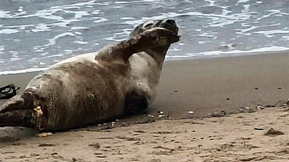 Na zdjęciu widać fokę leżącą na piaszczystej plaży tuż przy linii wody. Zwierzę jest ułożone na boku, z głową uniesioną i jedną płetwą skierowaną w górę, jakby się poruszało lub przeciągało. W tle widać spokojne fale morza, a piasek w przedniej części kadru jest wilgotny i pokryty drobnymi kamykami. Foka wygląda na wypoczywającą, bez oznak stresu, co sugeruje, że znalazła bezpieczne miejsce na odpoczynek.