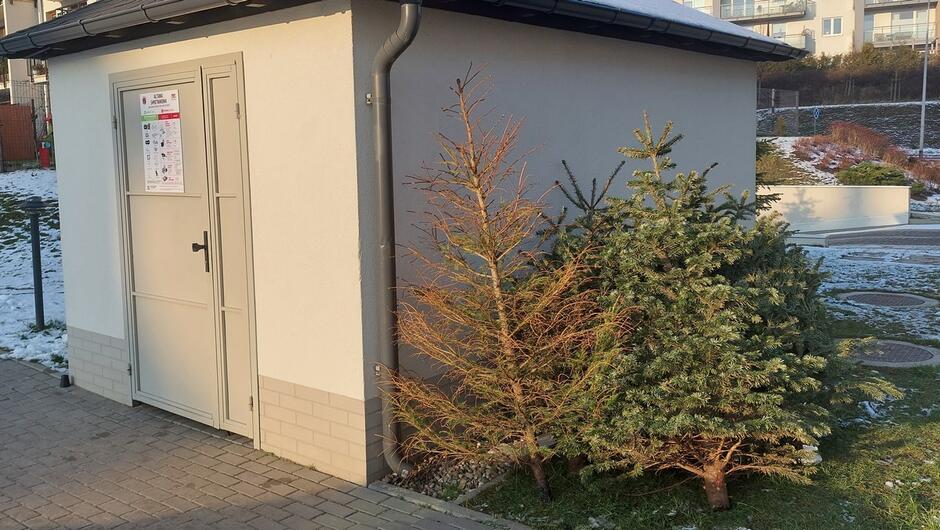 Zdjęcie przedstawia niewielki budynek gospodarczy lub altanę śmietnikową, stojącą na utwardzonym chodniku. W tle widać fragment osiedla mieszkaniowego z trawnikami i lekkim śniegiem.
Elementy na pierwszym planie: Przy ścianie budynku stoją dwie naturalne choinki poświąteczne. Jedna z nich jest wyraźnie sucha i brązowa, druga zielona, ale również wygląda na uschniętą w niektórych miejscach.
Szczegóły: Na drzwiach budynku znajduje się tablica informacyjna z kolorowymi piktogramami i tekstem (prawdopodobnie instrukcja segregacji odpadów). Budynek ma jasne ściany, dach z ciemnym pokryciem i rynnę.
Tło: Widać fragmenty trawnika z resztkami śniegu, betonowe elementy infrastruktury oraz budynki mieszkalne.