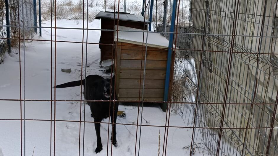 zdjęcie przedstawia psa w zamkniętym wybiegu z metalową siatką. Pies stoi na śniegu, a w tle znajduje się drewniana buda. Cały wybieg jest pokryty śniegiem, a siatka jest w pierwszym planie zdjęcia, co daje wrażenie, że zdjęcie zostało zrobione z zewnątrz wybiegu.