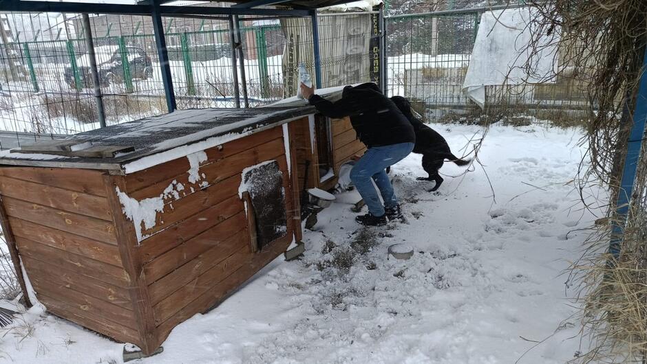 Na trzecim zdjęciu widać osobę w zimowym ubraniu pochyloną nad drewnianą budą, jakby coś naprawiała lub poprawiała. Obok osoby stoi czarny pies. Cała scena znajduje się w ogrodzonym wybiegu, na ziemi leży śnieg, a na budzie widać ślady odłupanej farby i trochę śniegu na dachu.