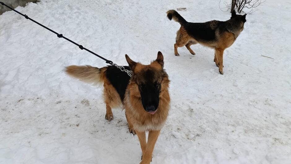 Na zdjęciu widać psa rasy wyżeł szorstkowłosy (prawdopodobnie niemiecki wyżeł szorstkowłosy) o ciemnej, szaro-brązowej sierści z charakterystyczną brodą.
Pies stoi na śniegu, a za nim znajduje się osoba ubrana w ciemny strój z naszywkami, co może wskazywać na mundur służbowy.
W tle widoczne są drzewa i śnieżny krajobraz, co nadaje zdjęciu zimowy, leśny klimat.