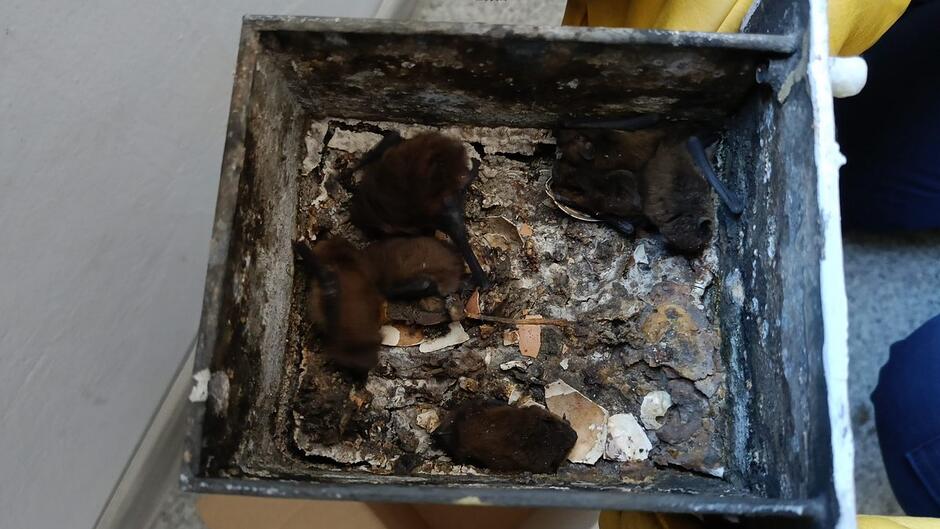 Zdjęcie przedstawia zbliżenie na wnętrze metalowej skrzynki trzymanej w rękach osoby w rękawicach. W środku znajduje się kilka małych nietoperzy skupionych razem. Wnętrze skrzynki jest zabrudzone i wygląda na miejsce, które zwierzęta wybrały jako schronienie.