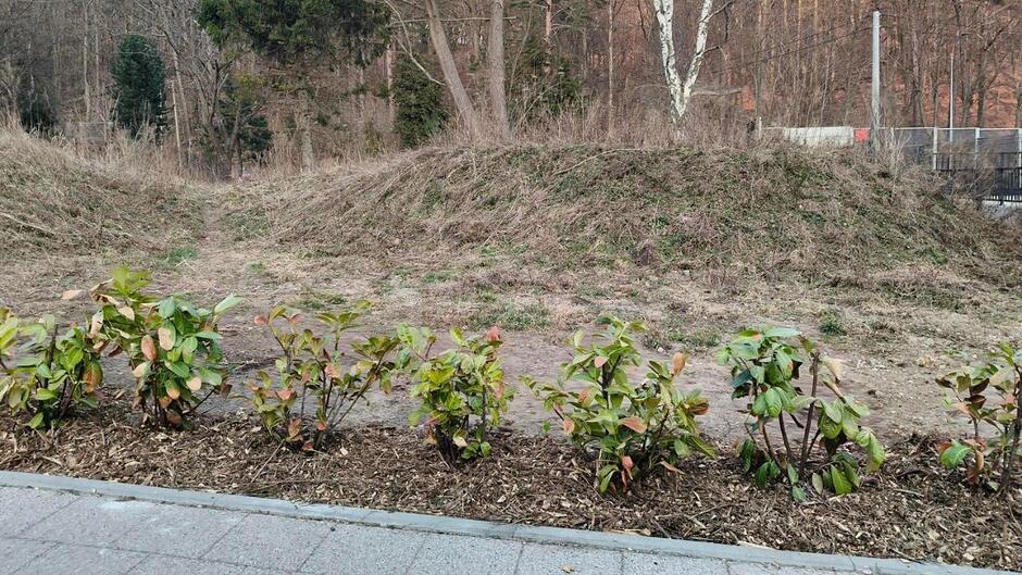 Czysty, posprzątany trawnik.