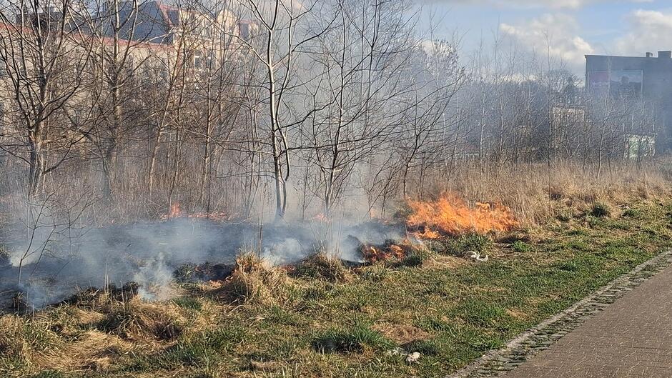 Na fotografii widoczny jest pożar trawy i suchych zarośli na nieużytkach położonych w pobliżu zabudowy miejskiej. Ogień rozprzestrzenia się wzdłuż linii drzew i wysokiej, zeszłorocznej roślinności. Widać unoszący się dym oraz płomienie obejmujące pas terenu przy ścieżce lub chodniku. W tle znajdują się budynki mieszkalne, co może wskazywać na zagrożenie dla okolicznych obiektów oraz konieczność interwencji służb ratunkowych.
